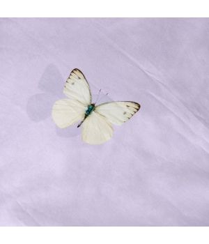 Snurk Butterfly Lilac 240x220+2-Een maat